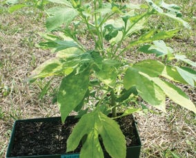 Weeds In Waiting