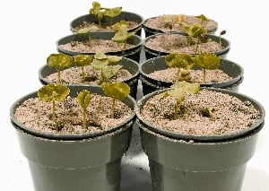 Micronutrients, Macro Changes