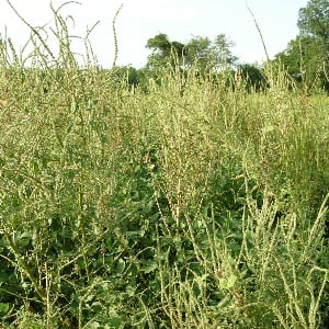 Weed Management Program Profiles