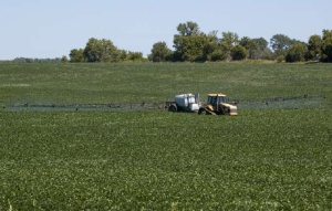 Consider Economics First Before Spraying Fields For Aphids Or Weeds