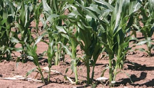 Hot Commodities