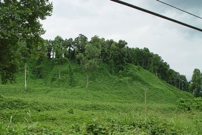 Kudzu: Where The Wild Things Are