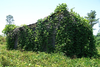 Smartphone App, Poster Help Identify Kudzu