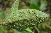 Are We Going To Have Aphids Or Not?