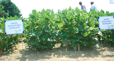 Syngenta’s CruiserMaxx Beans Takes Top No-Till Honors