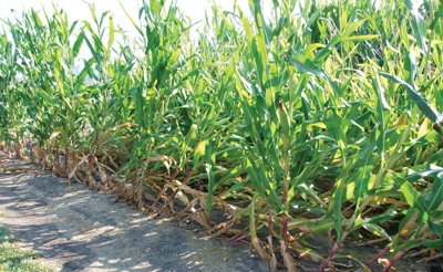 Crop Protection: Just Getting Better