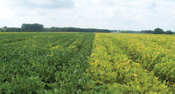 Arysta Launches New SHADOW Herbicide