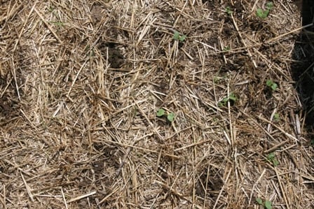 10 Ways Cover Crops Enhance Soil Health