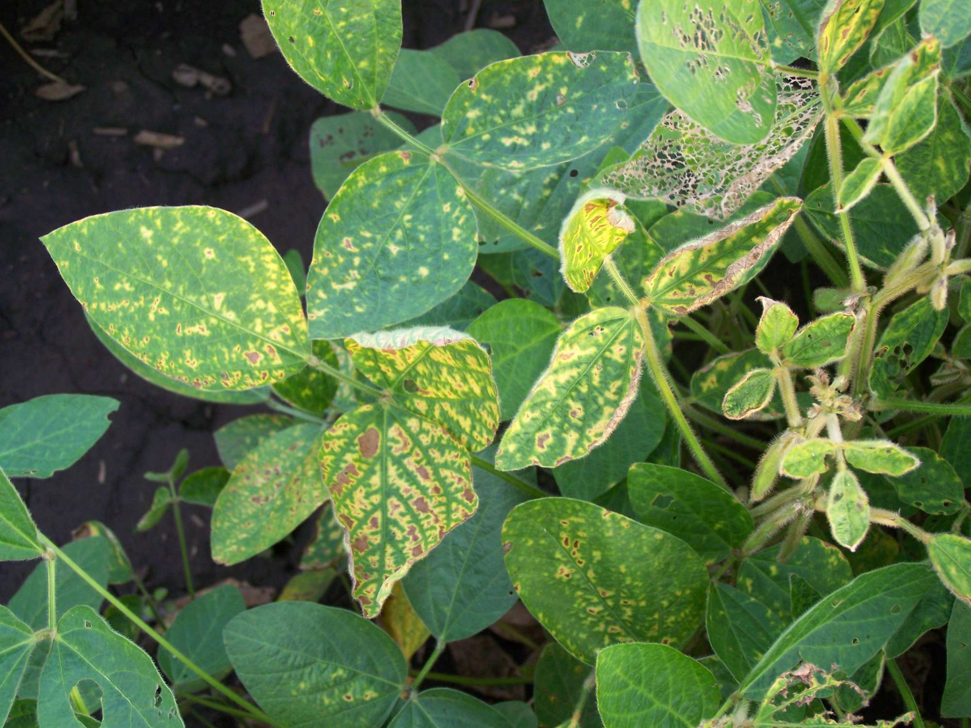 Report: Sudden Death Syndrome Symptoms Appearing In Soybeans