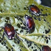Crop Protection: Chomping At The Bit