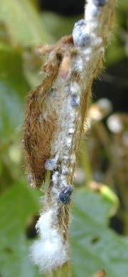 Pest Pressure Watch