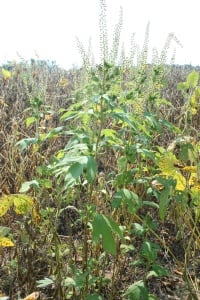 Weed Worries Worsening