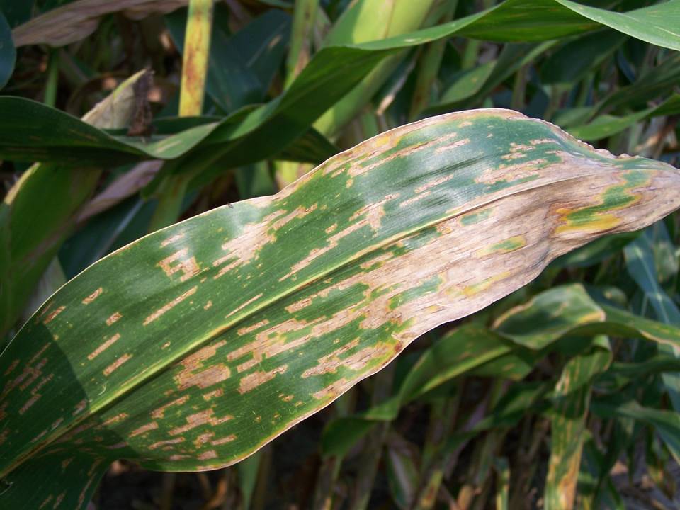 2011 Fungicide Review