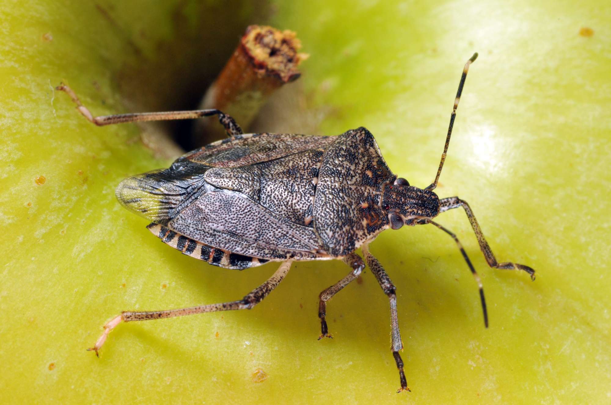 Invasive Stink Bug Confirmed In Iowa