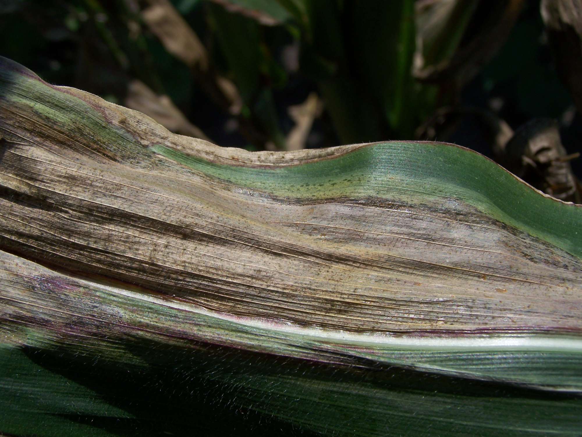 CropLife 100: Fungicides Trending Up