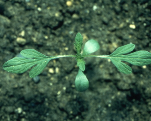 The Changing Face Of Weed Control