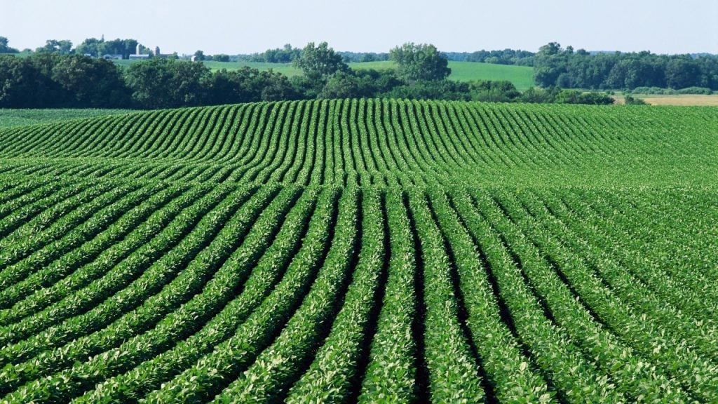 Soybean crop