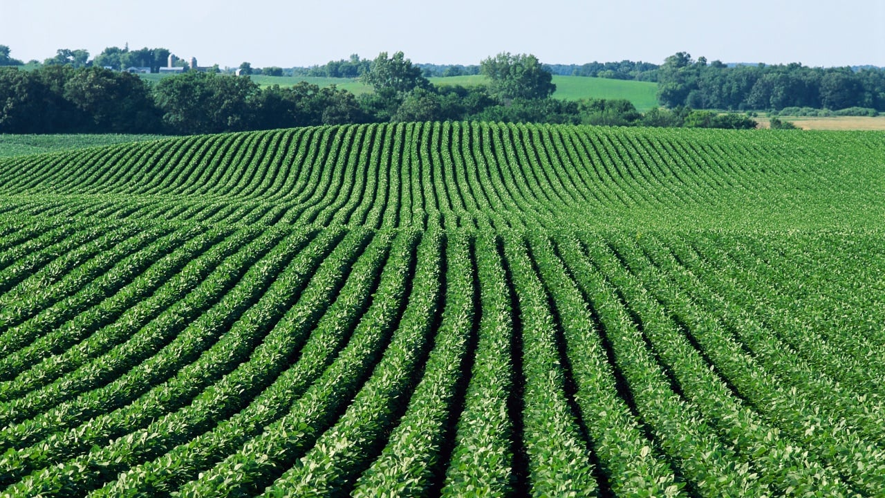 MSU Expert: Is Soybean Inoculation Profitable?