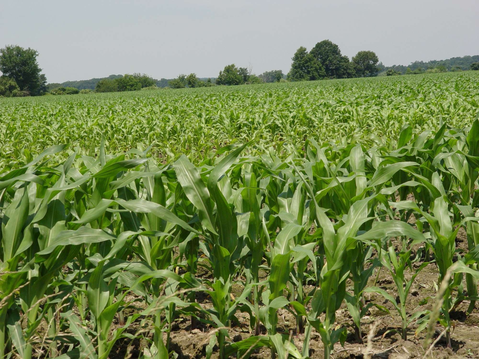 Heat Wave, Drought Visably Impacting Nation’s Corn Supply