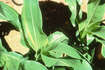 Micros Ease Crop Stress