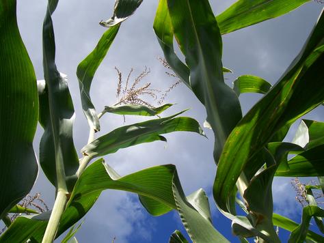 Corn stalks
