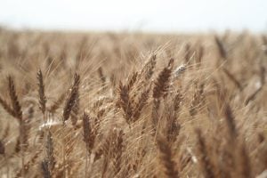 Wheat