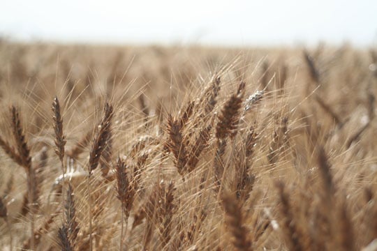 AgTrax Signs First Canadian Clients