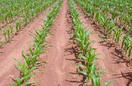 West Texas Farm Wins ‘Bin Buster’ with Pioneer Brand Sorghum