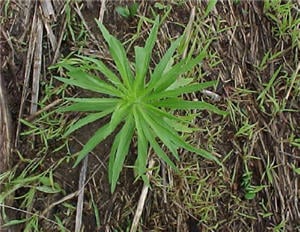 Glyphosate-Resistant Marestail