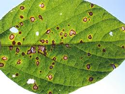 Fungicides Can Boost Health, Reduce Risk