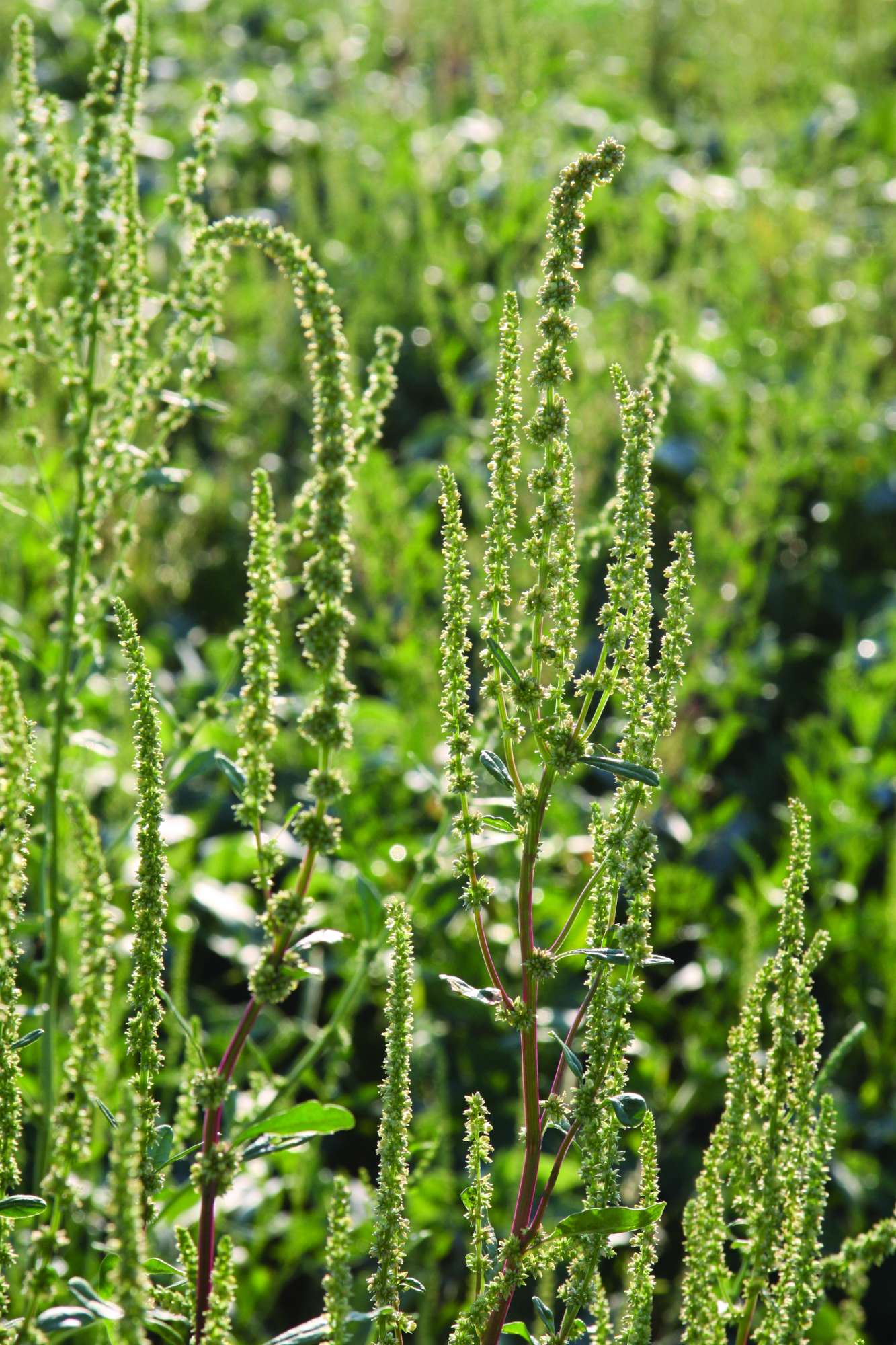 Multiple Herbicide Resistance Found In Illinois Waterhemp
