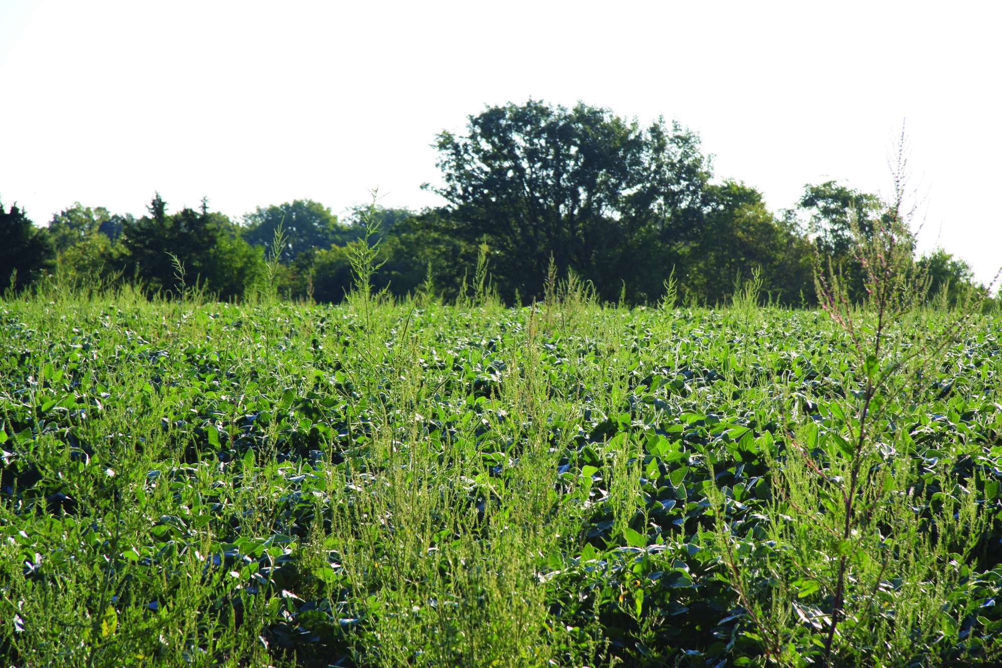 Integrated Farming Systems, Weed Resistance Among Top Concerns For Ag Retailers In 2013