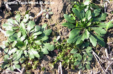 Key Strategies For Spring Marestail Management