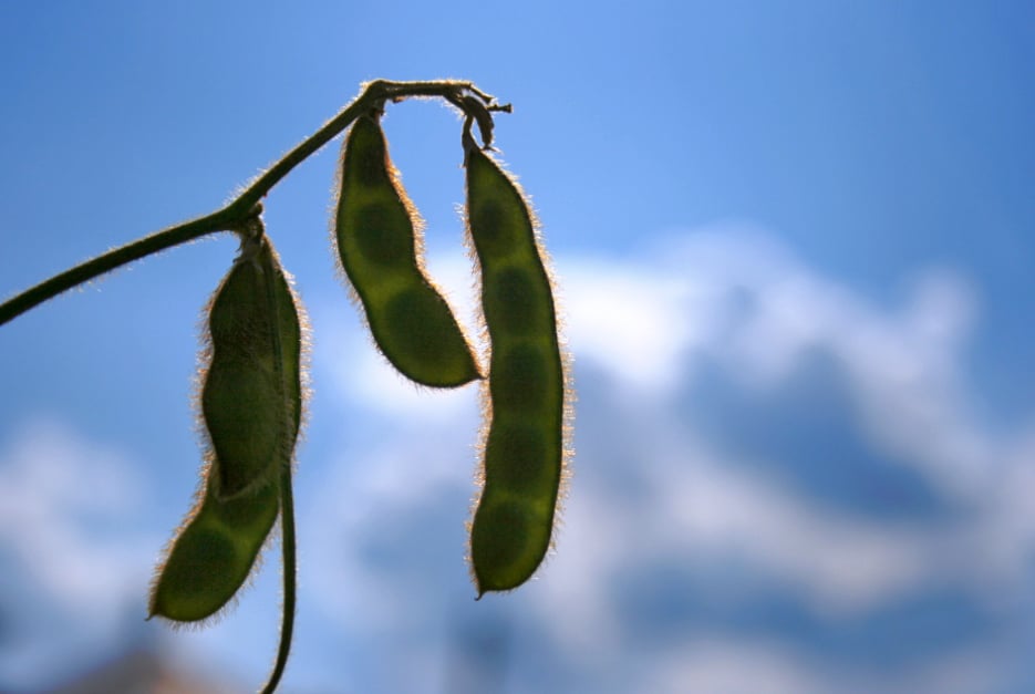 Genuity Roundup Ready 2 Yield Soybean