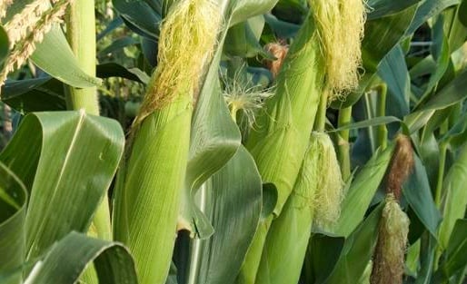 Case Study: Realm Q Herbicide Offers Flexibility