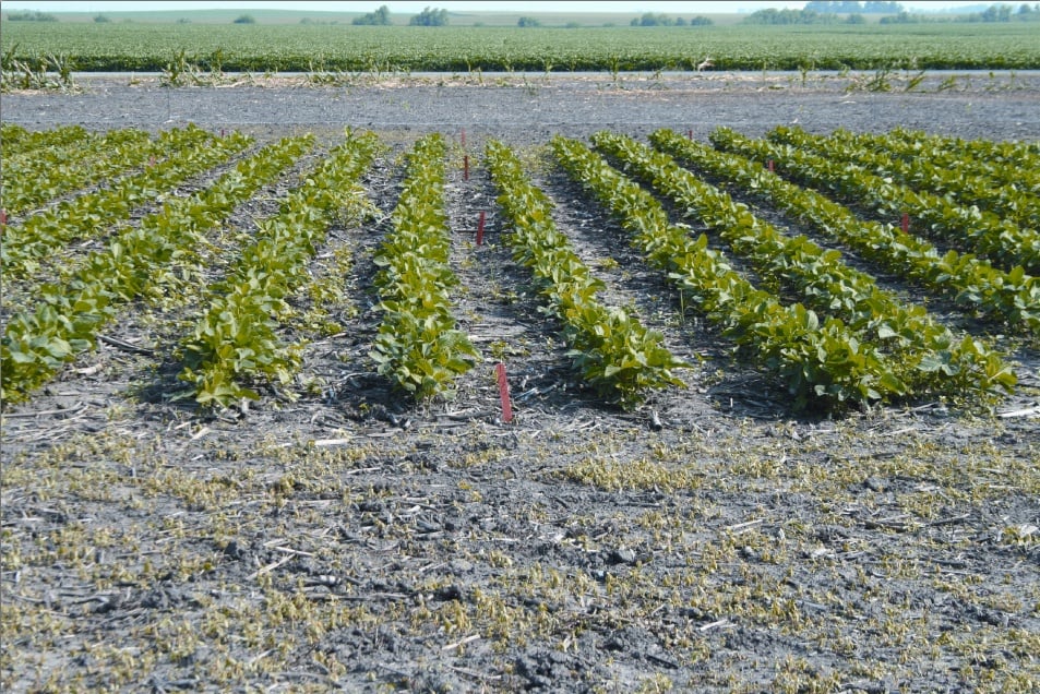 New Weed Control Opportunities Too Much Of A Good Thing?