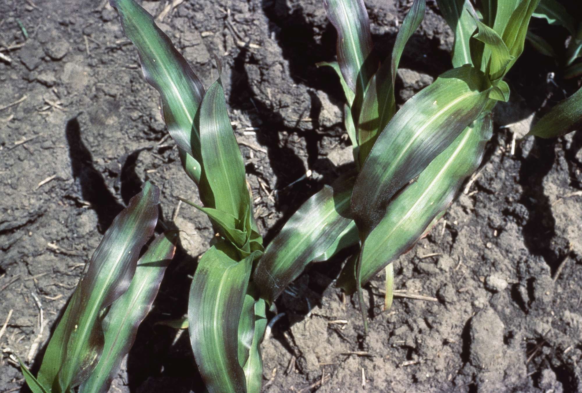 Read The Signs Of Nutrient Deficiency