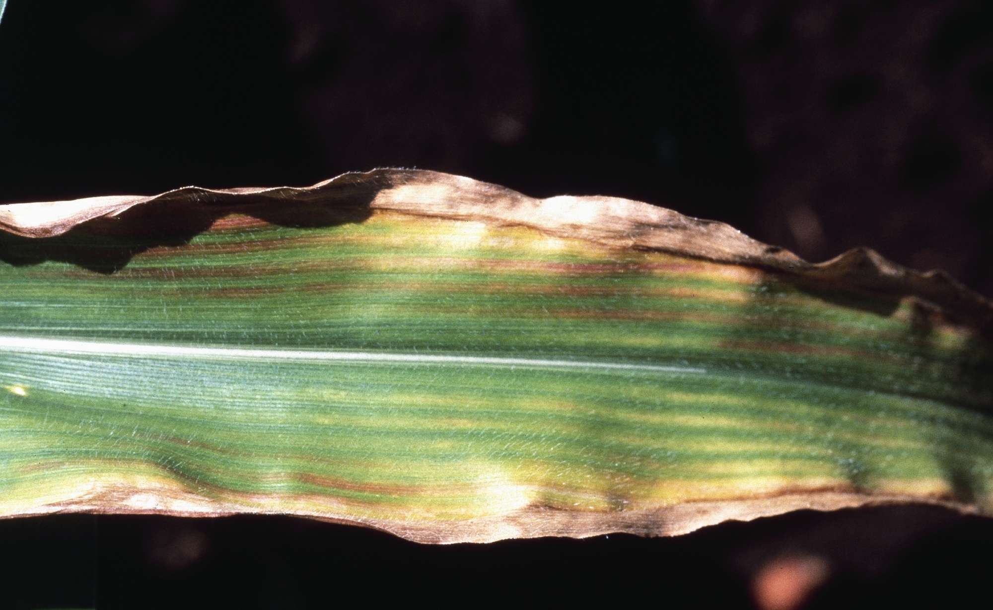 5 Steps For Identifying Nutrient Deficiencies This Summer