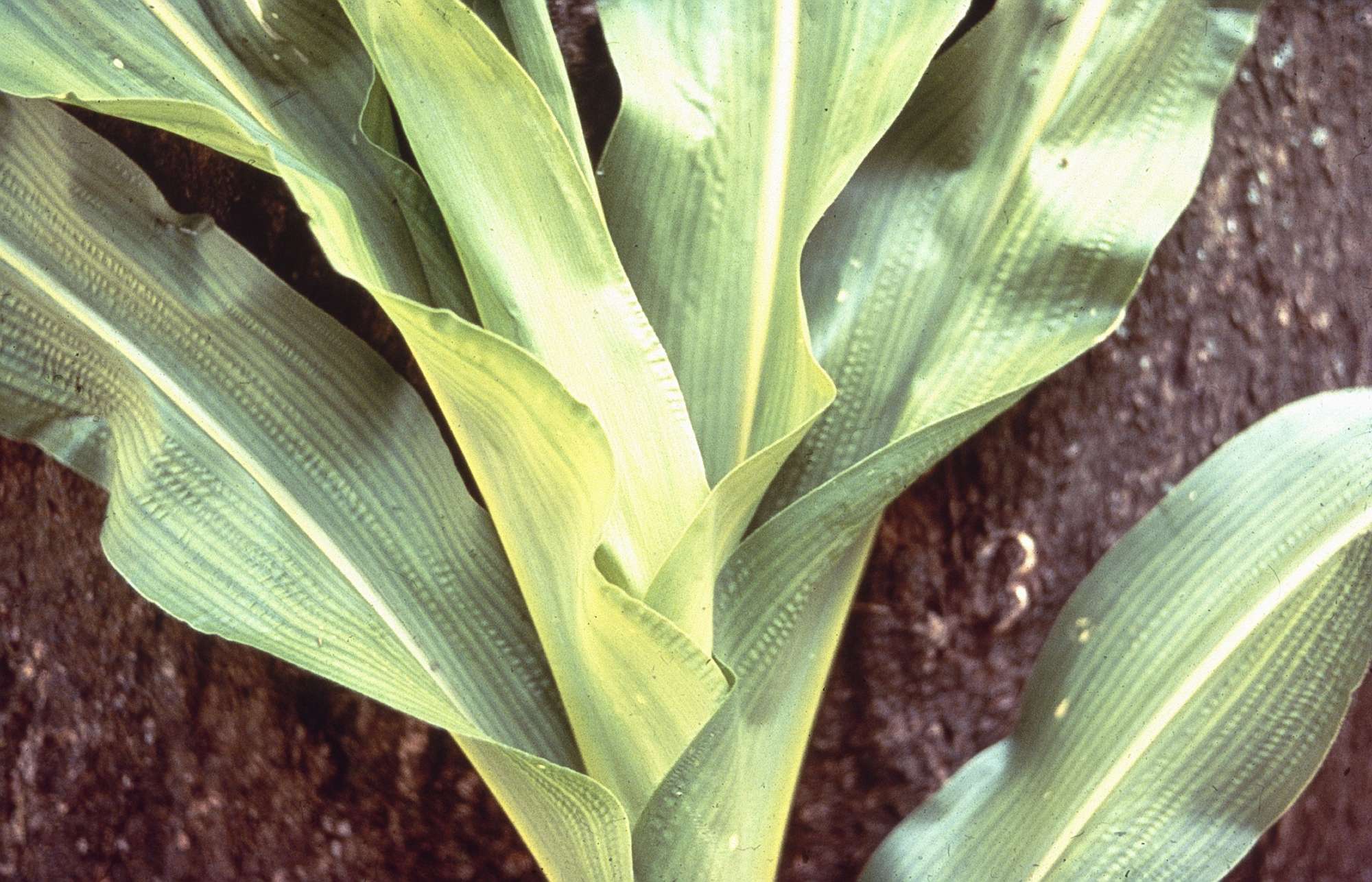 Sulfur Deficiency A Developing Issue