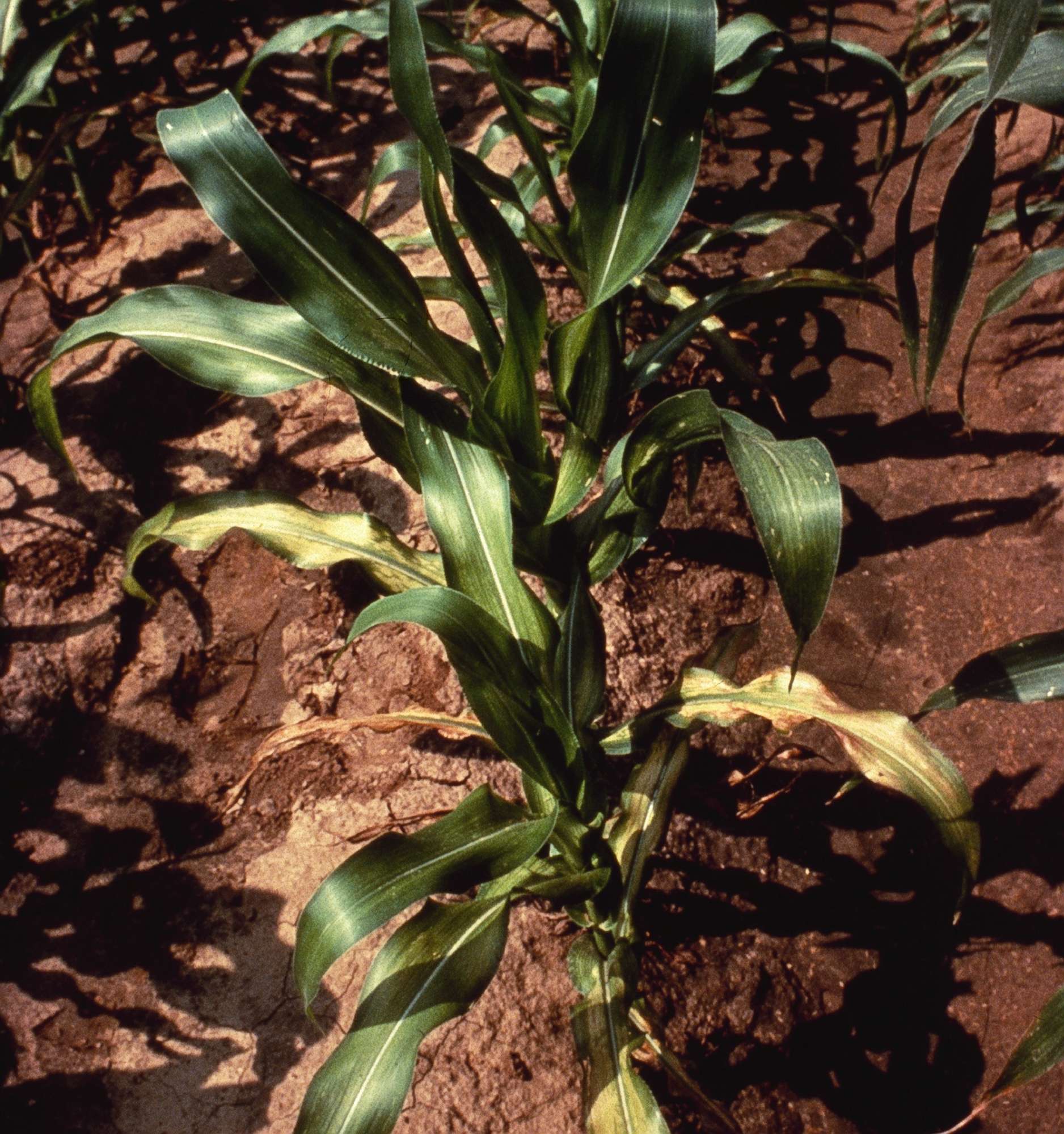 How Critical Are Micronutrients For Crop Production?