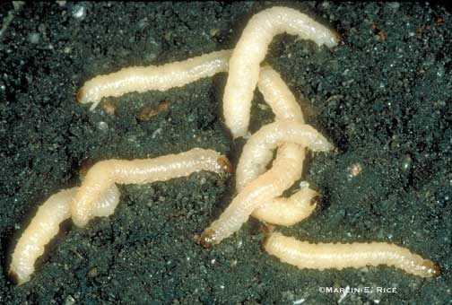 Monitor Corn Rootworm Hatch With Insect Forecast Tool