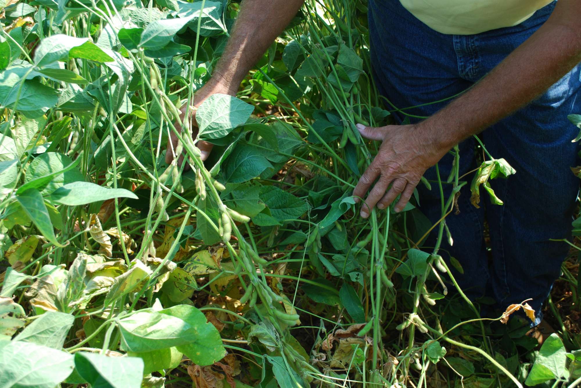 Disease Management: Factor In Field History, Weather