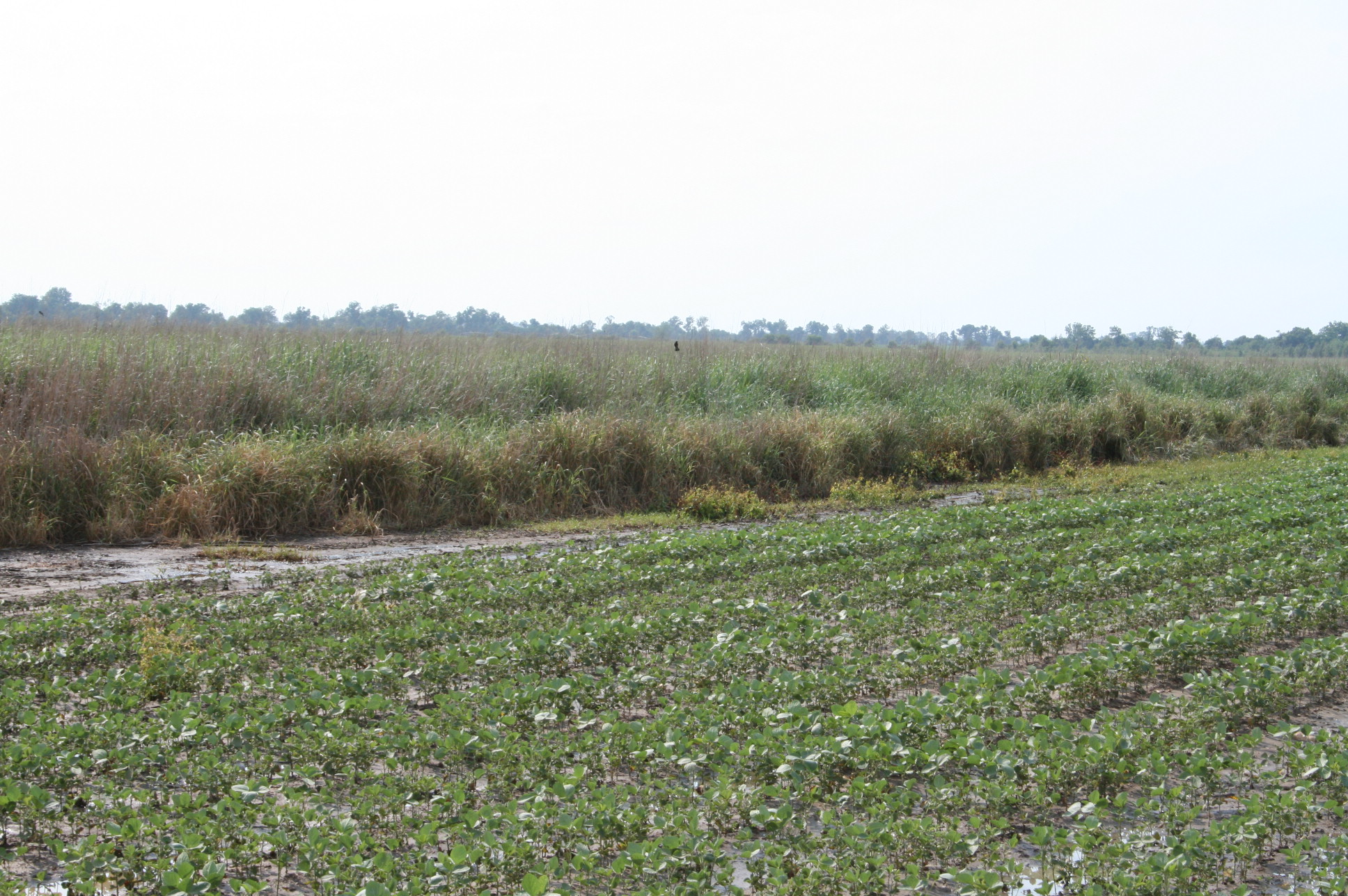 Bee Buffer Strip Initiative Seeks 100 Ohio Farmers