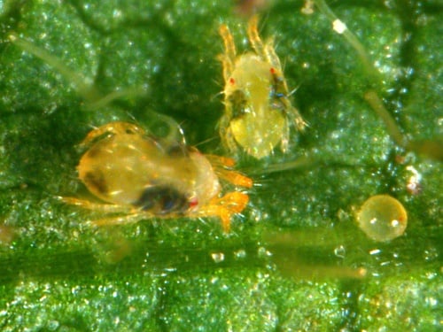 Drought Causing Severe Threat From Twospotted Spider Mite