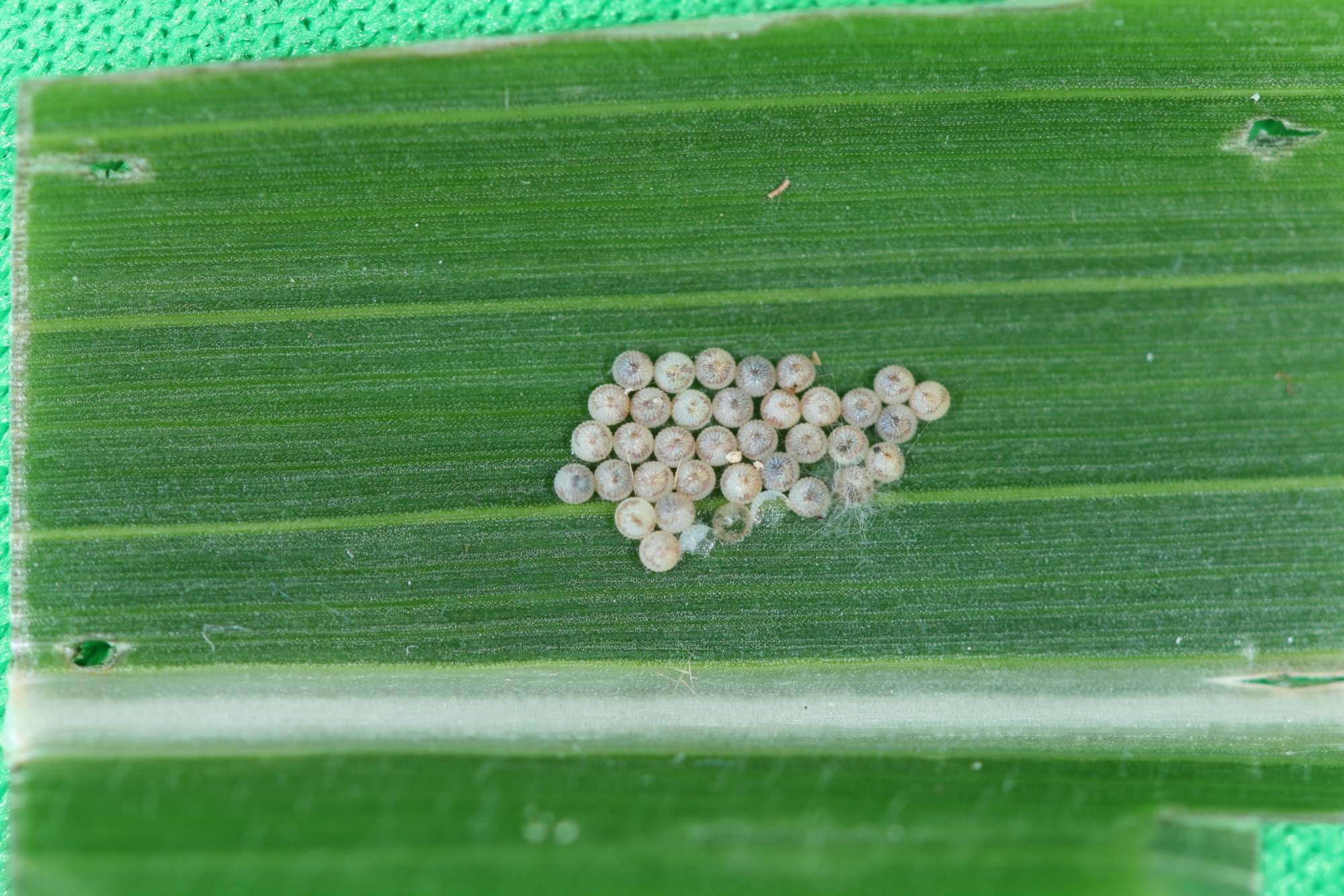 Western Bean Cutworm Counts On The Rise