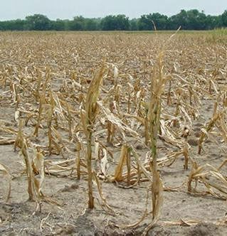 Drought 2012: About 20% Of Corn Crop Could Be Lost