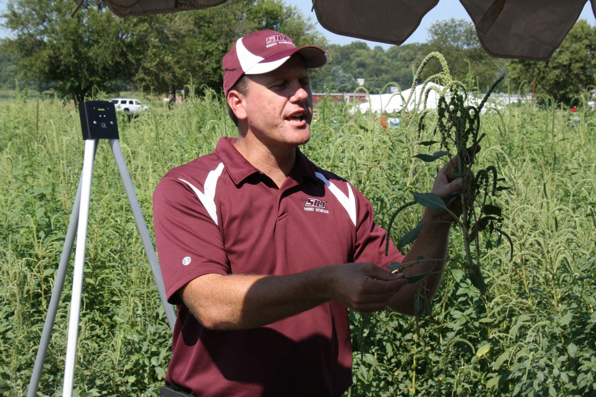 Pigweed Update: 4 Tips For Curtailing Palmer Amaranth Movement