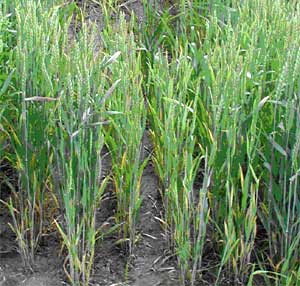 Experts: Watch For Drought-Induced Herbicide Carryover