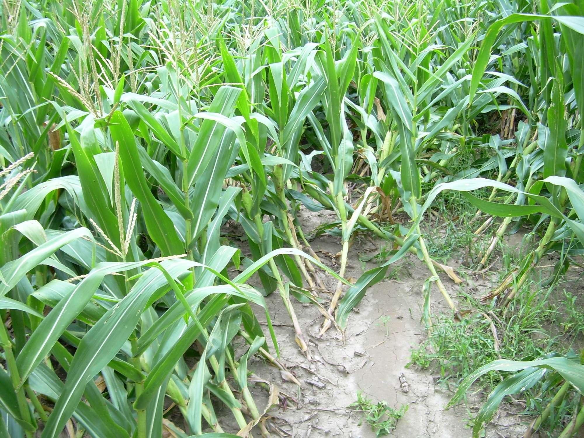 Severe Rootworm Injury To Bt Hybrids In First-Year Corn Confirmed