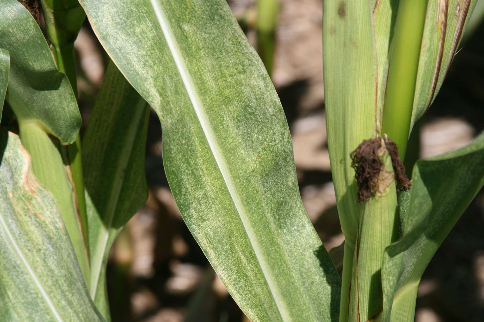 Drought Shifts Pest Mix